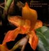 Bulbophyllum cootesii  (06)